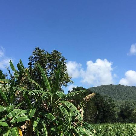 Logement En Pleine Verdure Tropicale -10 Min Plage Le Morne-Rouge Zewnętrze zdjęcie