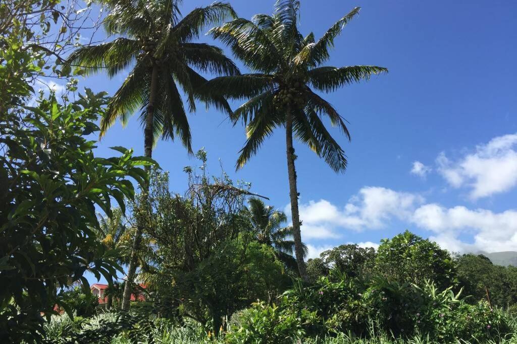 Logement En Pleine Verdure Tropicale -10 Min Plage Le Morne-Rouge Zewnętrze zdjęcie