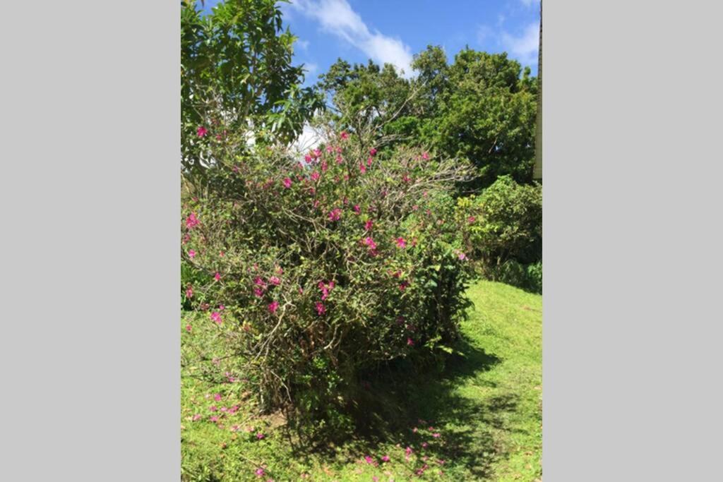 Logement En Pleine Verdure Tropicale -10 Min Plage Le Morne-Rouge Zewnętrze zdjęcie